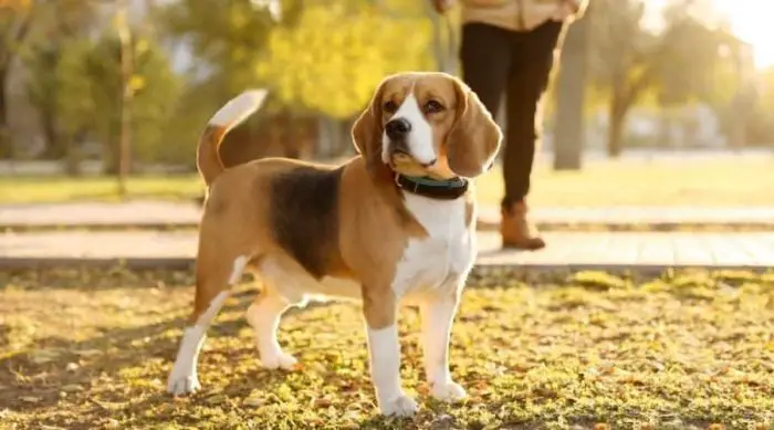 History of Beagle