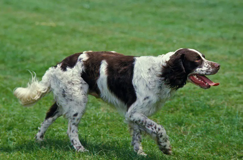 History of Brittany Dog