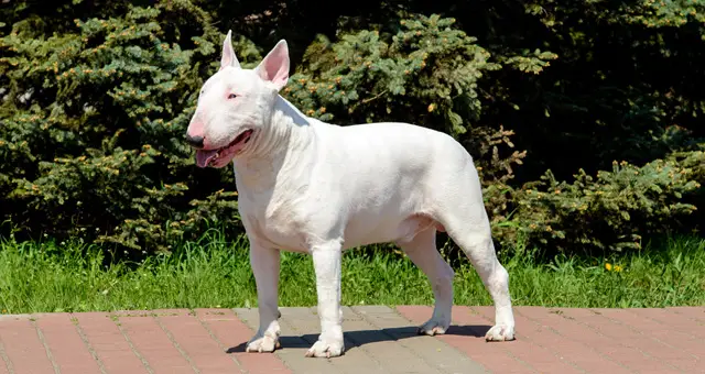 The Bull Terrier white is in the park.
