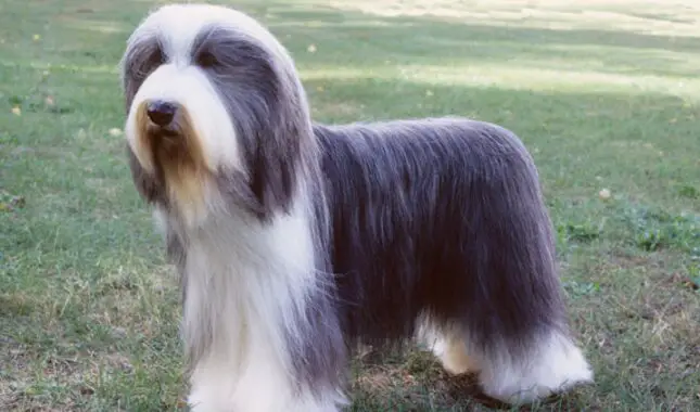 History of Mountain Scotch Collie