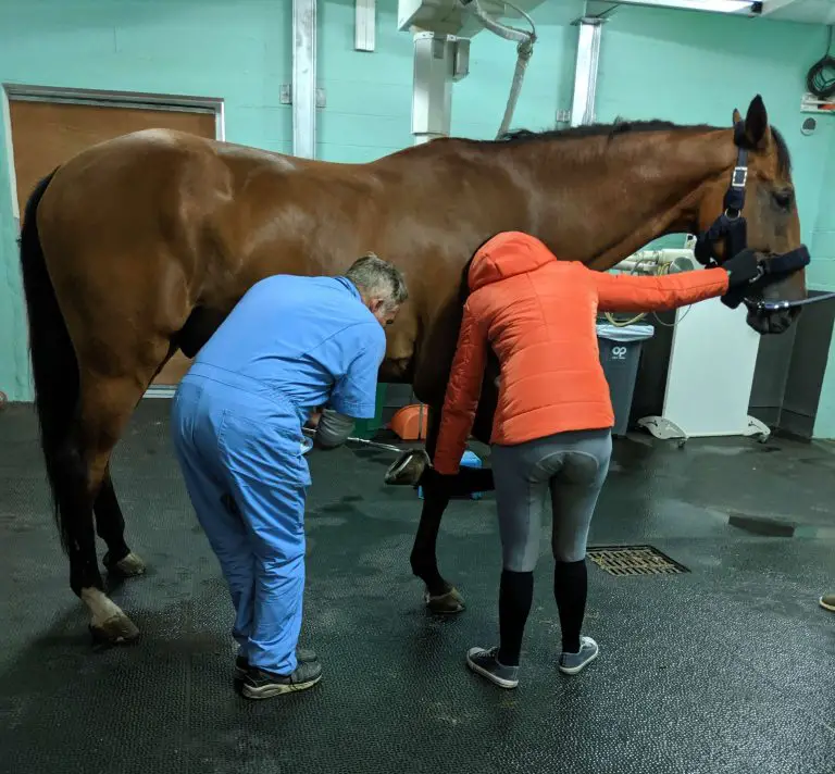 Horse Soundness Examination