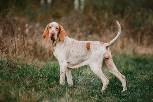 Italian Pointer