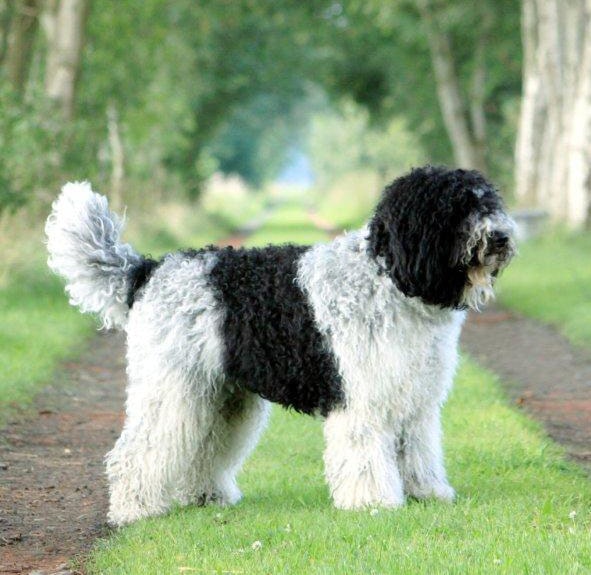 Physical Features of Barbet Dog