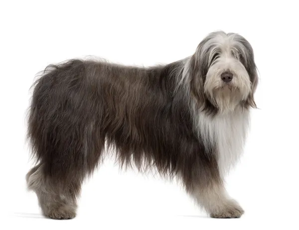 Physical Features of Bearded Collie