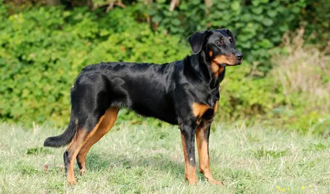 Physical Features of Beauceron Dog