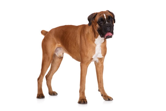 Physical Features of Boxer