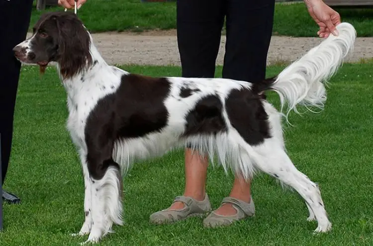 Physical Features of Brittany Dog