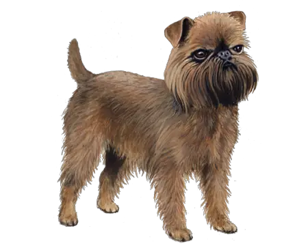 Physical Features of Brussels Griffon
