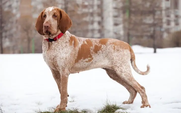 Physical Features of Italian Pointer