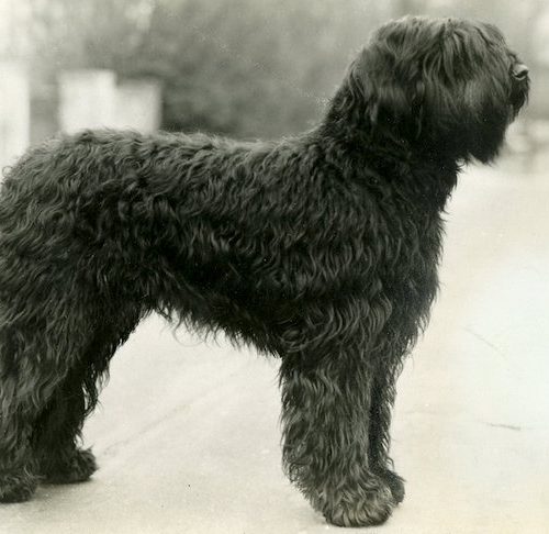 Physical features of Briard Dog