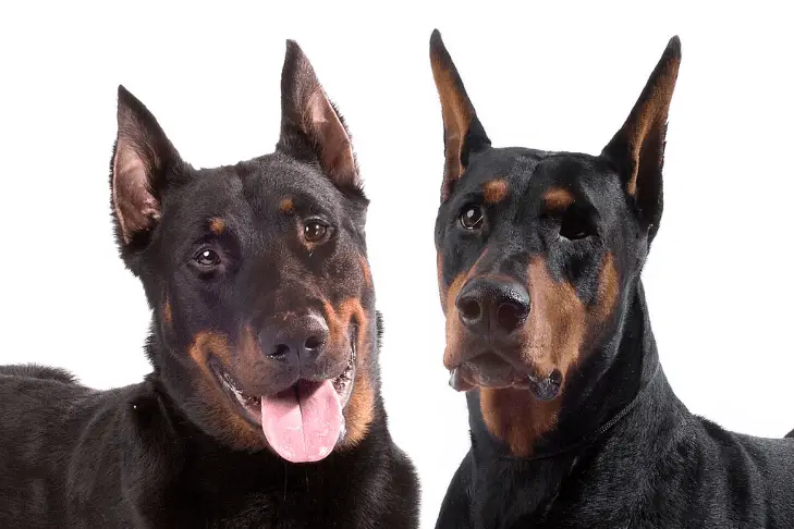 Beauceron vs Doberman