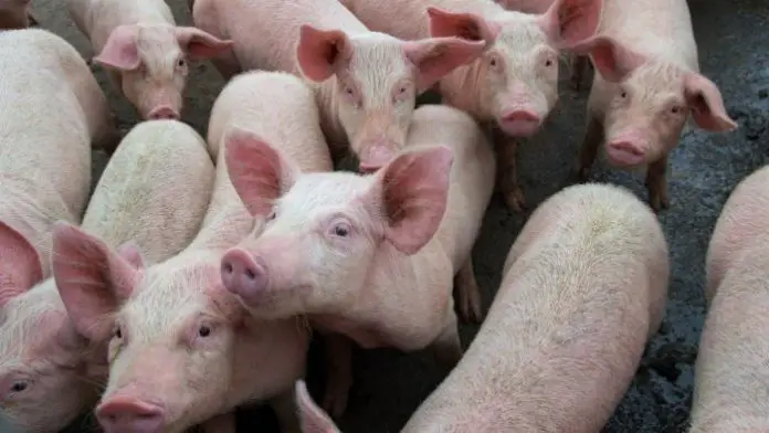African Swine Fever