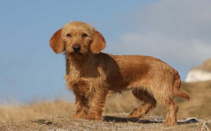 Basset Fauve De Bretagne