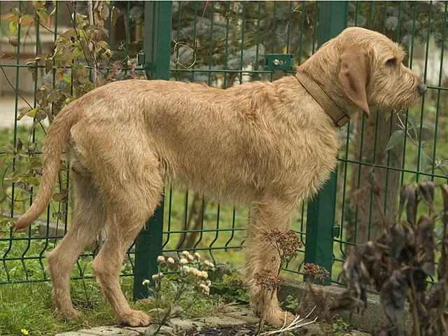Basset Fauve De Bretagne Features