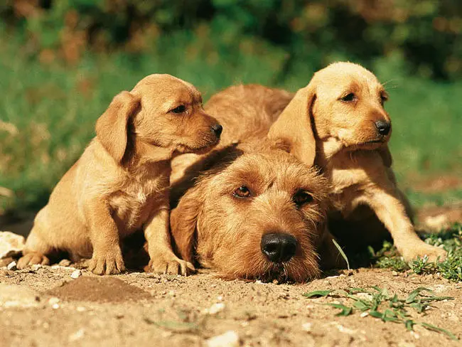 Basset Fauve De Bretagne Puppy