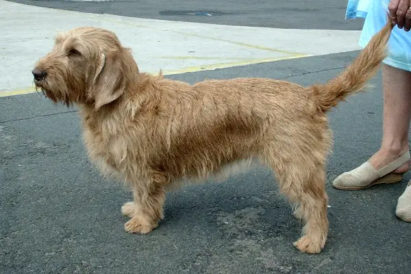 Basset Fauve Dog