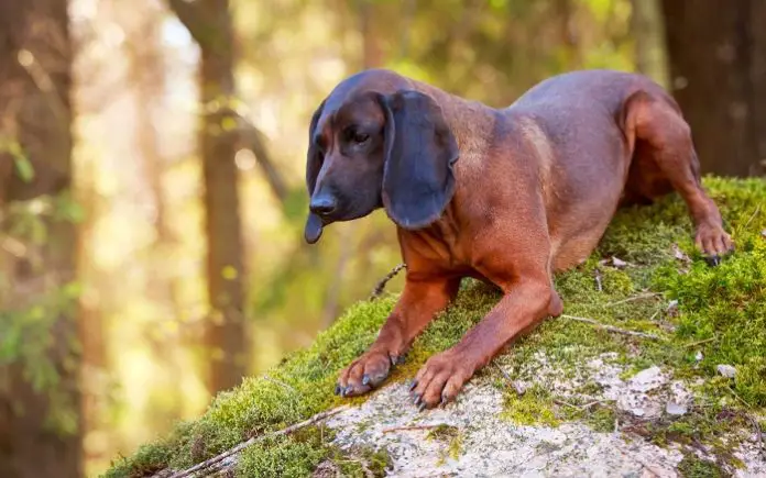 Bavarian Mountain Hound