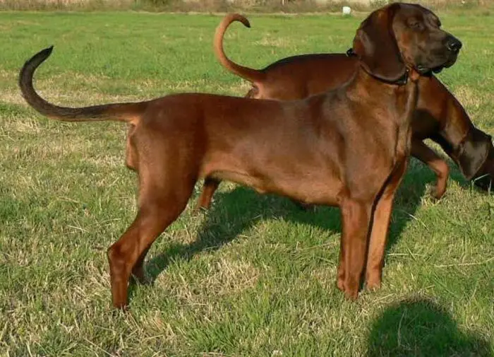 Bavarian Mountain Hound Dog