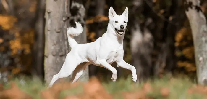 Beautiful Canaan Dog