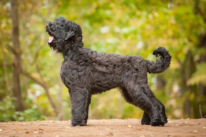 Beautiful Russian terrier