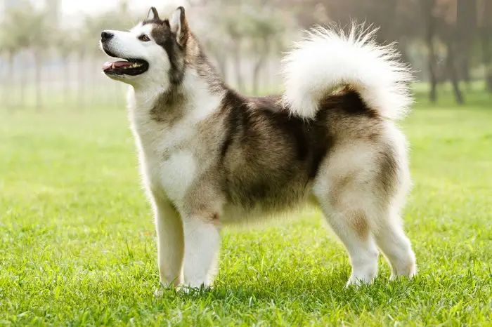 Beautiful Canadian Eskimo