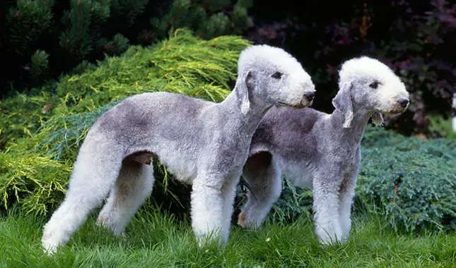 Bedlington Terrier Puppy