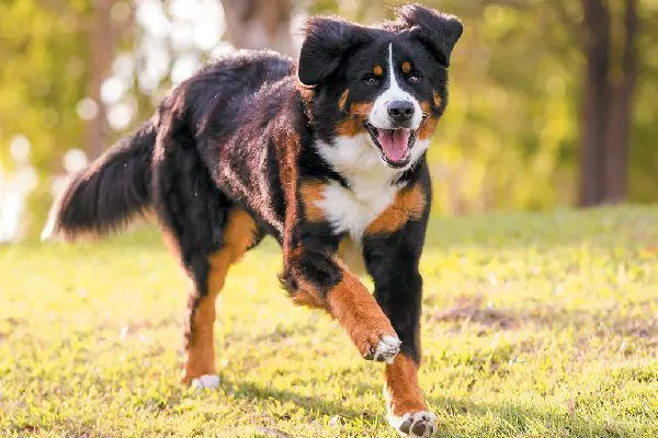 Bernese Mountain Dog