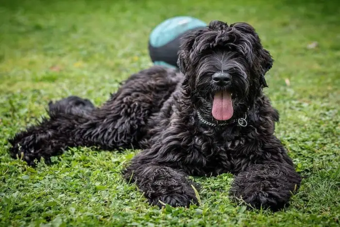 Black Terrier of Russia