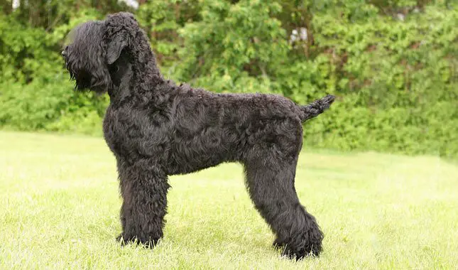 Black terrier