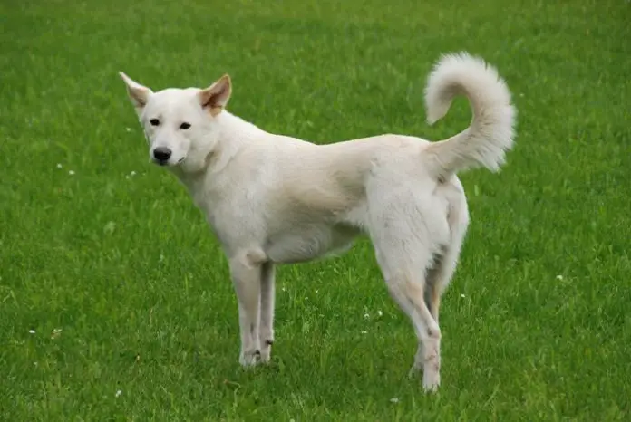Canaan Dog Picture