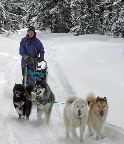 Canadian Eskimo Dog