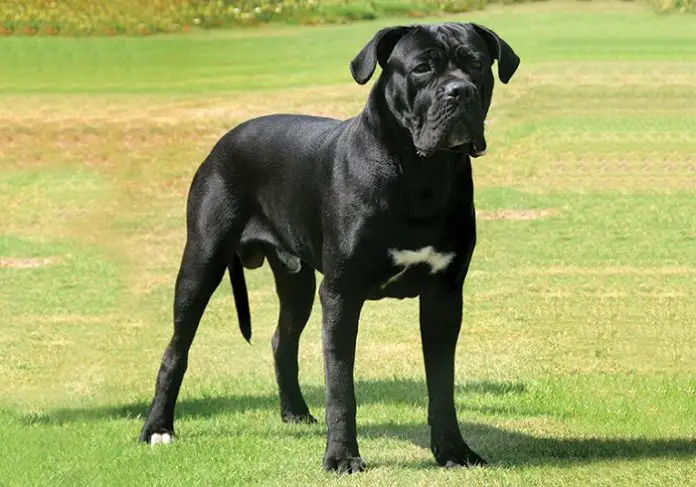 Cane Corso Dog