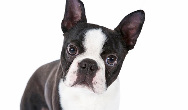 Cute Boston Terrier Dog