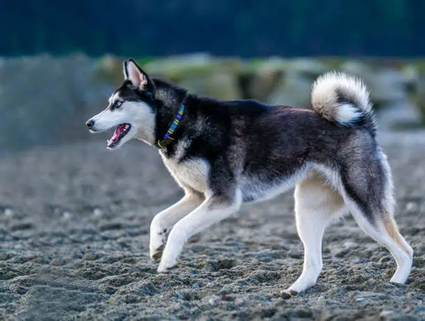 Features of Canadian Eskimo Dog