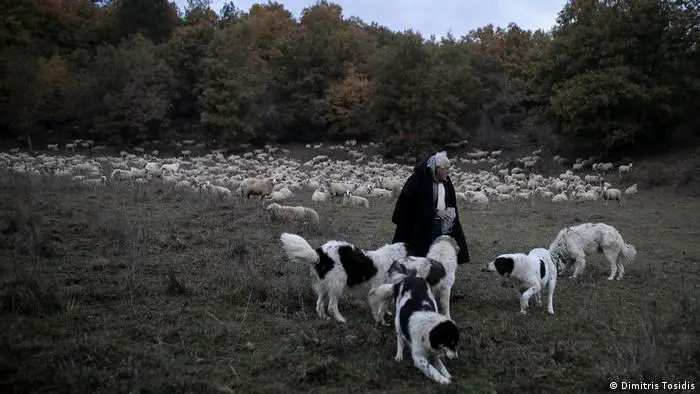 Herding Dog Pyrenean Shepherd