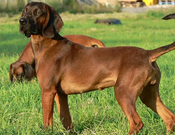 History of Bavarian Mountain Hound