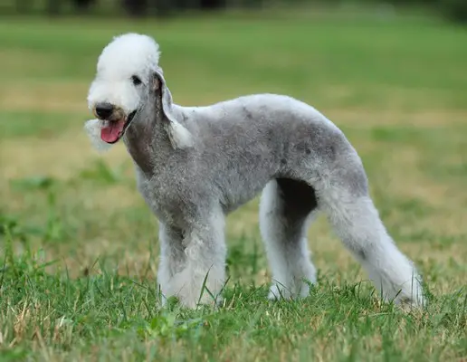 History of Bedlington Terrier