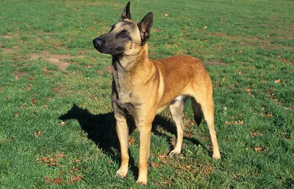 History of Belgian Shepherd