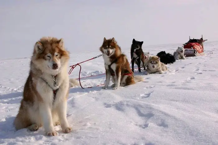 History of Canadian Eskimo Dog