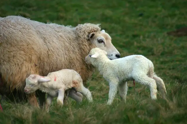 Lamb Coccidiosis