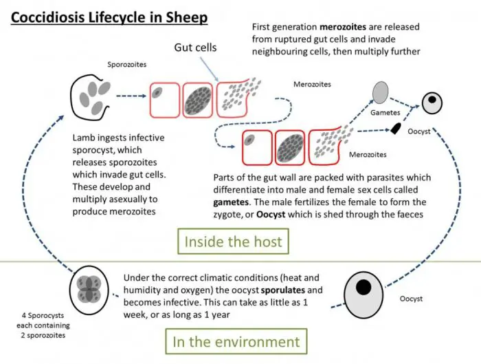 Life Cycle of Coccidiosis in Sheep