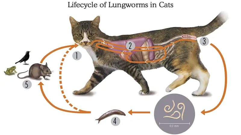 Life Cycle of Lungworm in Cats
