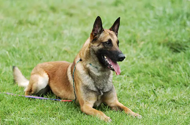 Malinois Shepherd