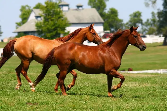 Most Common Horse Sounds