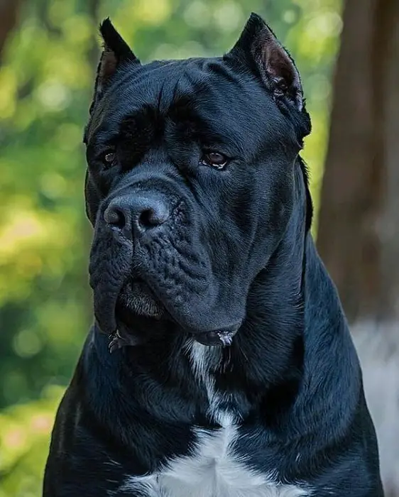 Mouth of Cane Corso