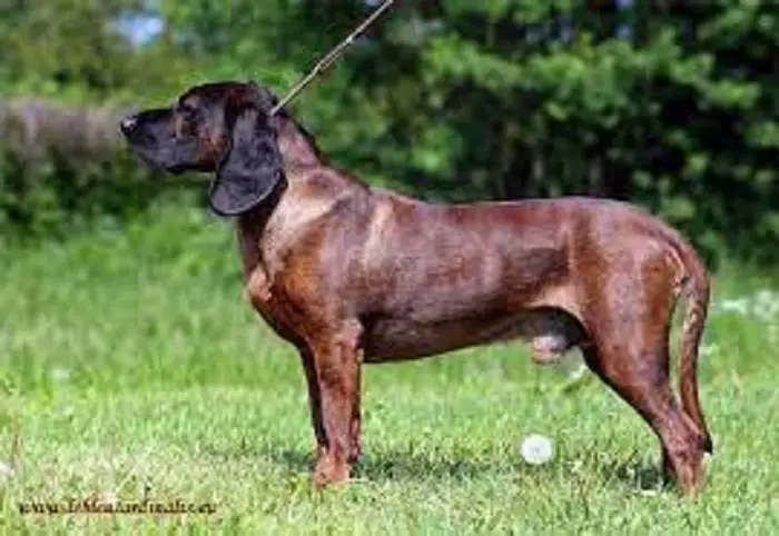 Physical Features of Bavarian Hound