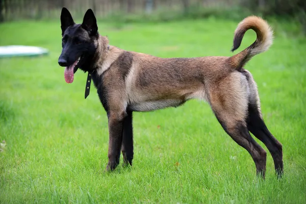 Physical Features of Belgian Shepherd Dog