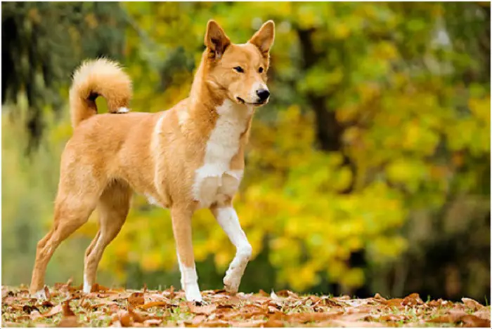 Physical Features of Canaan Dog