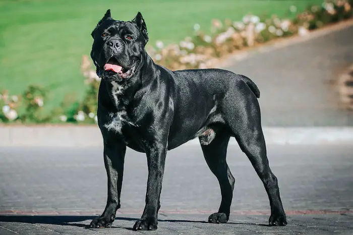 Physical Features of Cane Corso