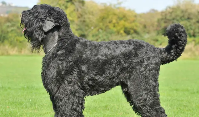 Physical Features of Russian Terrier